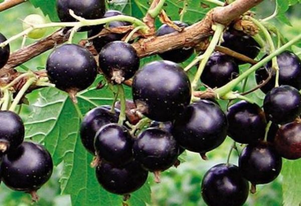 Картонен сорт Pygmy на храсталака