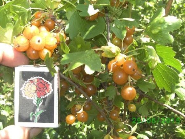 Altın frenk üzümü sınıf Lyaysan