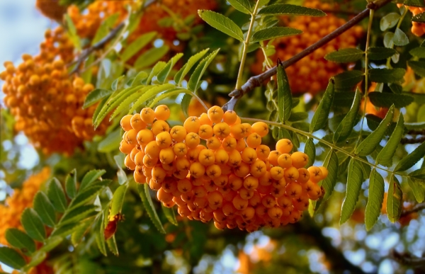 Rowan Yellow variety is good for making kvass, jam, as a filling for pies