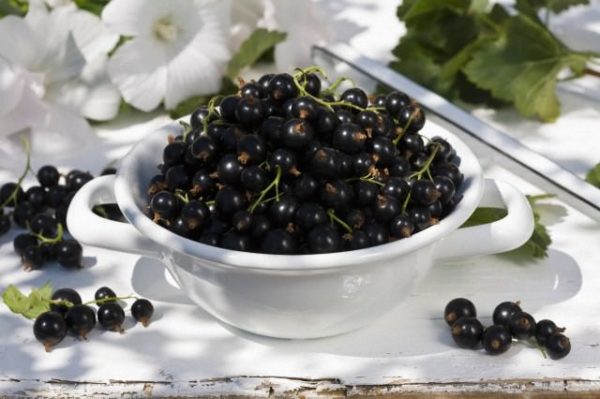 Свежа реколта от пикник