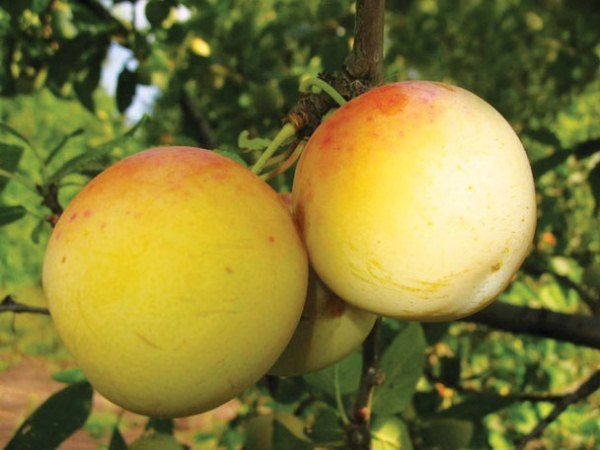 Prune Renclod de Beauvais