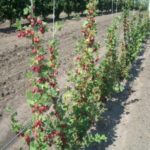 Bir kafes üzerinde büyüyen bektaşi üzümü