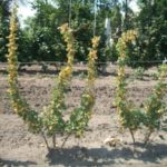 Bir kafes üzerinde büyüyen bektaşi üzümü