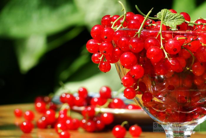  Σάκχαρο καραβίδας