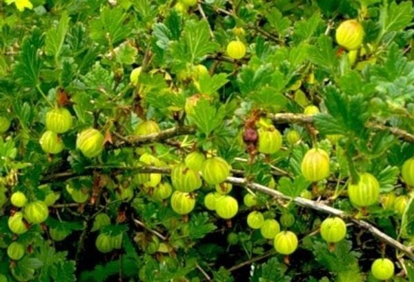 Буш с зрели плодове от цариградско грозде