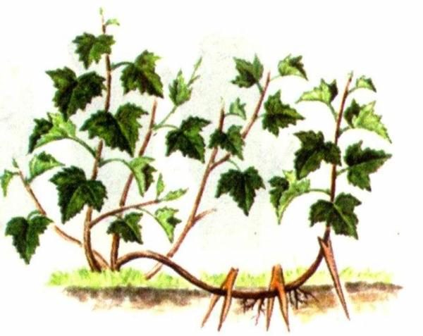 Схема за възпроизвеждане на хоризонтални слоеве на хоста