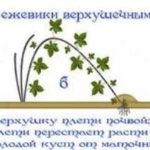 Схема за размножаване на бодливите арки