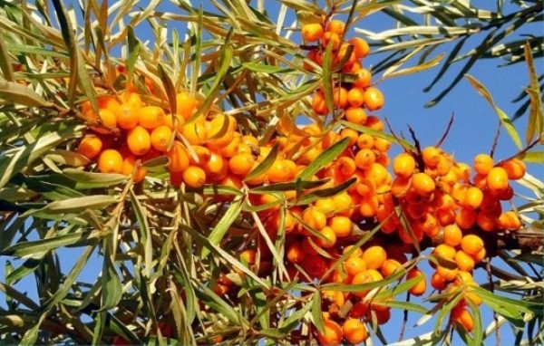 Dar Katun, qualité de l'argousier résistant au gel