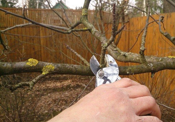 Есенен резит на овощни дървета