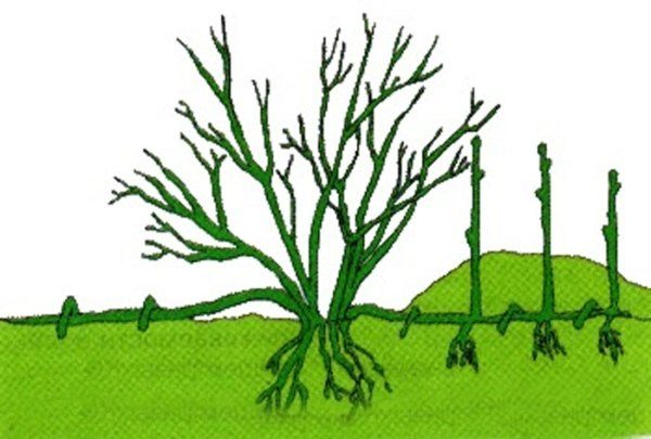 Kuşatma ile kuş üzümü çoğaltılması şeması