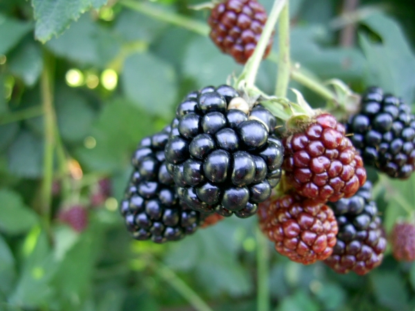 Böğürtlenlerin çeşitleri Chester çeşitleri, diğer çeşitlere göre en iyi değil, ama uygun seviyede