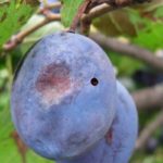 Pudding aux fruits et prunes