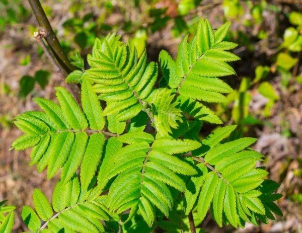 Wachstum der Eberesche