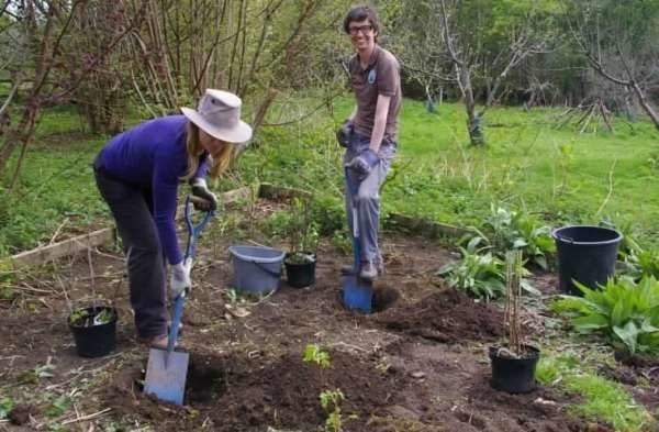 С течение на времето, цариградско грозде расте, така че трябва да поддържате разстоянието между храстите