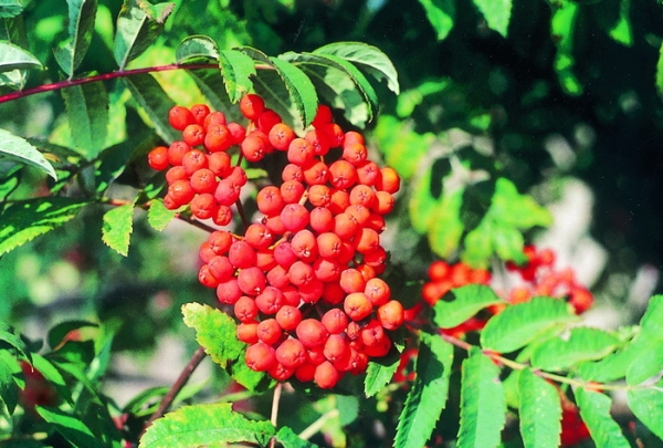 Rowan variety Bead has no astringency, is highly resistant to extreme frosts, drought, diseases