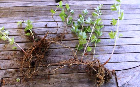 Προετοιμασμένοι κλάδοι για την εκτροφή φραγκοστάφυλων