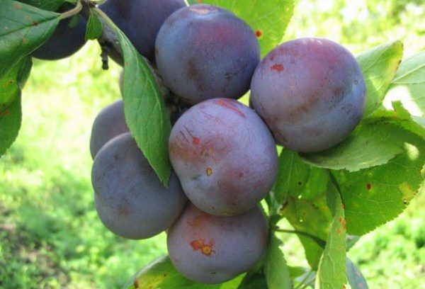 Plum Renklod Sovetsky grade