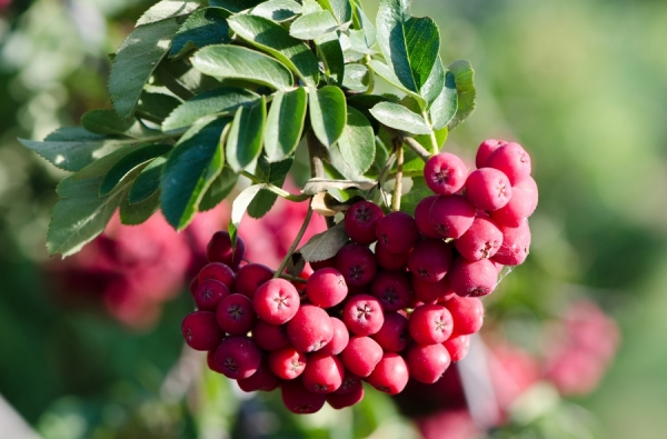 Rowan variety Titan was bred Michurin, frost and drought-resistant, not affected by diseases