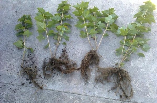 Frenk üzümü fidanları Vigorous