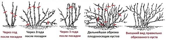 Frenküzümü budama şeması Grade Vigorous