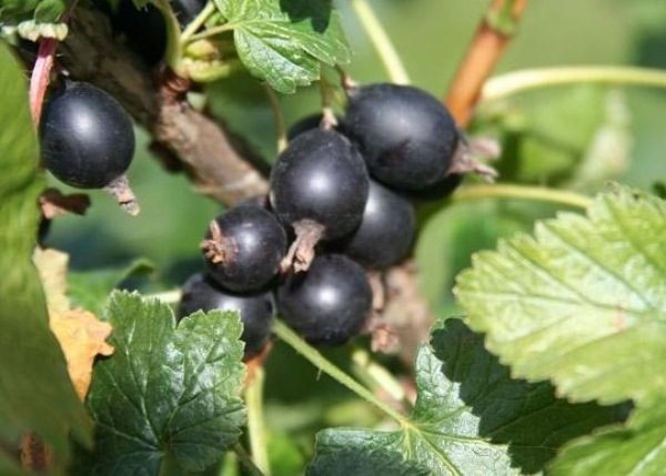 Йоша Йохини клас