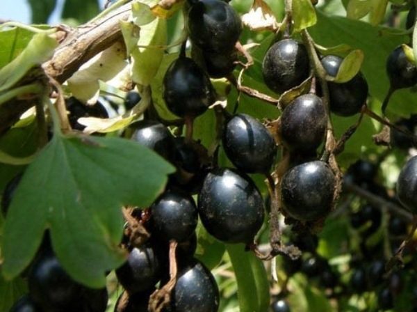 Сорт Йошка Рекс