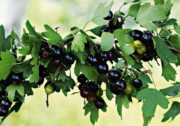 Altın frenk üzümü derecesi Ermak