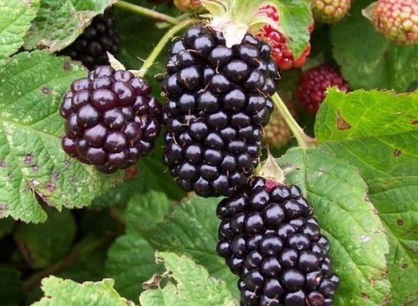 Бърбъри Гигант