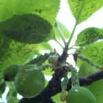 Prune frappée par les pucerons