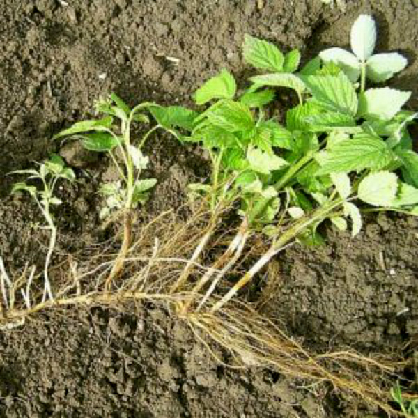 Otários da raiz da amora-preta da jardim da reprodução