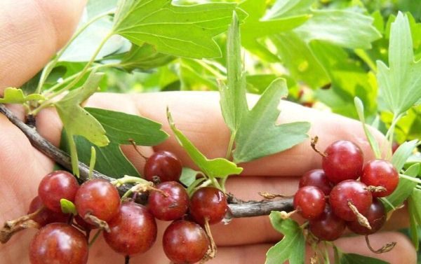 Altın Frenk Üzümü Shafrak