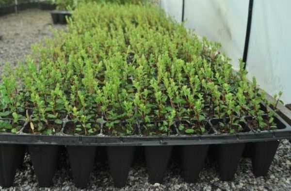 زراعة العنبية عنبية في حاويات