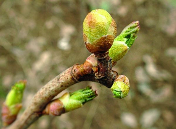 Bourgeons de Groseille endommagés par les acariens