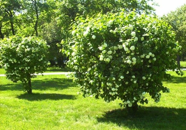 Formulaire standard Kalina Buldenezh