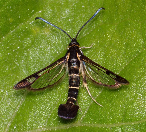 Frenk üzümü camından kurtulmak için hasarlı dalları eritip yok etmemiz gerekir.