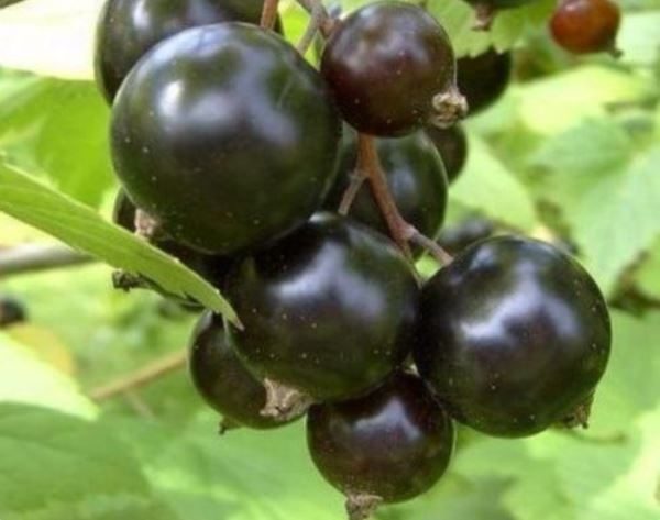 Grade précoce de cassis exotique