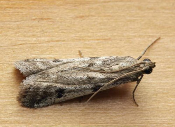 Yangın hasarından korunmak için, çiçeklenmeden önce kiremitlerin etrafını çatı malzemesi veya muşamba ile örtmeniz gerekir.