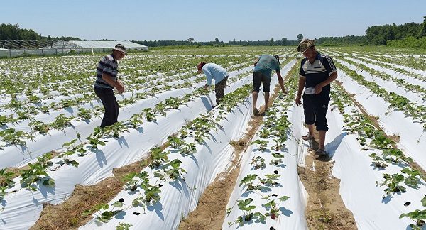 Fraises de Kimberly plantées sous polyéthylène