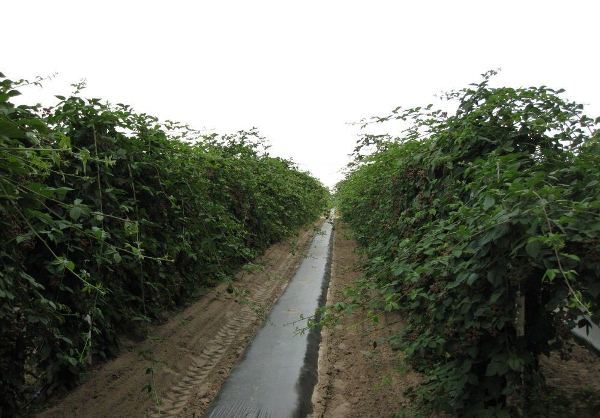 Brotos de amora crescem legumes ou siderats