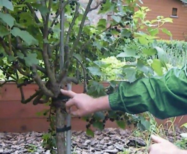 Bouillon de cassis standard noir