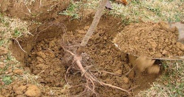 Le printemps est le meilleur moment pour planter un abricot Triumph North