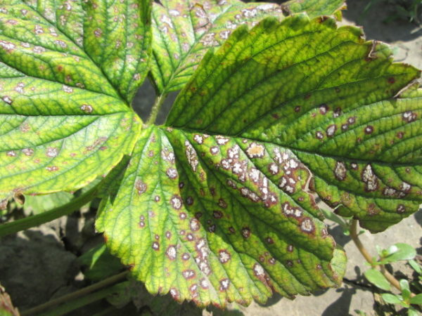 Tache blanche des fraises