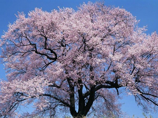 Abricot Variété à joues rouges en fleur