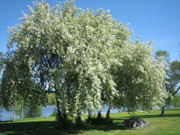 Bird cherry in bloom