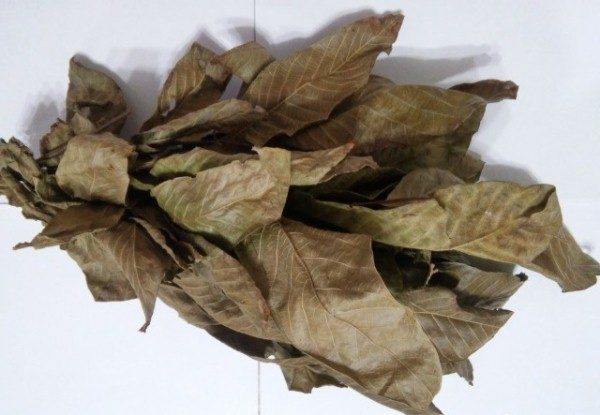 Feuilles de noix séchées