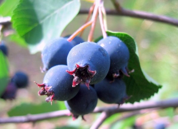 Irga е противопоказан за хора с ниско кръвно налягане.