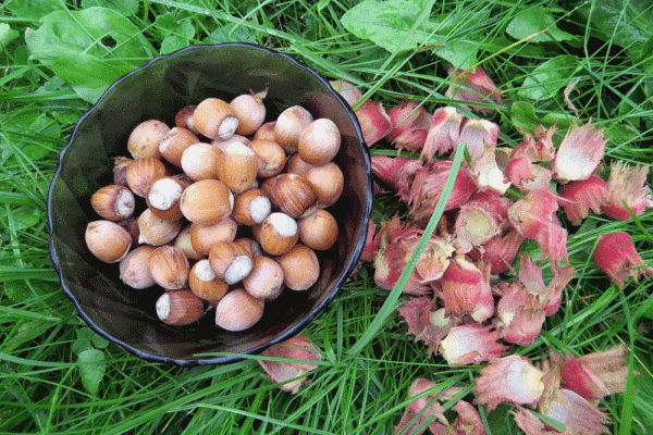 Frost, single landings and lack of pollination affect productivity