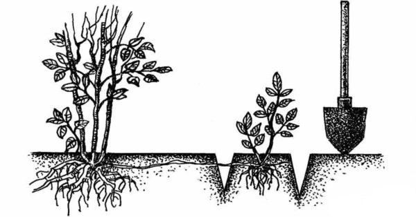 Reproduction irgi otprazkami