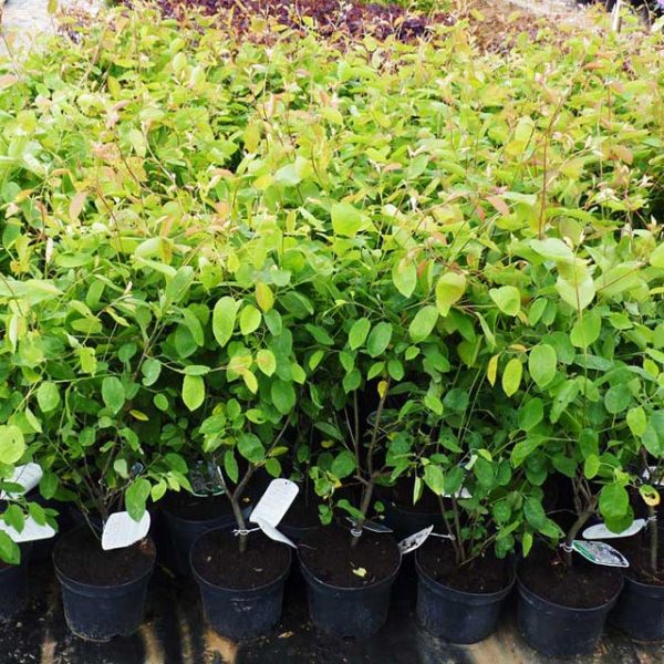 Το φθινόπωρο είναι η πιο ευνοϊκή εποχή για τη φύτευση ενός irgi