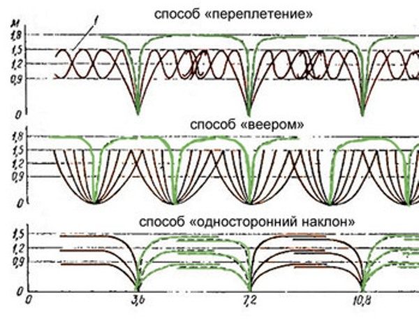 O esquema de plantio de amora-preta depende do método de formação do arbusto